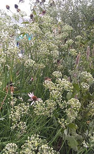 Garlic Chives