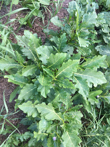 'Gbognome' Nightshade Greens