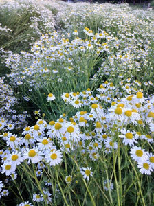 German Chamomile