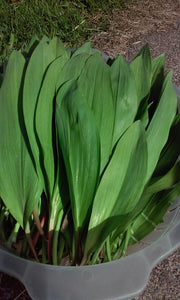 ramp plant seeds Wild Ramps (SE Pennsylvania Ecotype) – Experimental Farm Network Seed Store