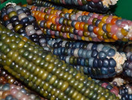 'Glass Gem' Popcorn