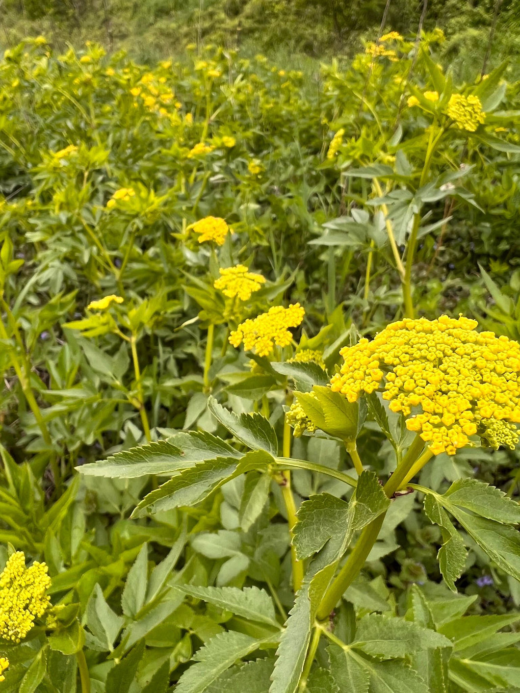 Yellow Queen Anne's Lace