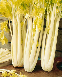 'Golden Pascal' Celery