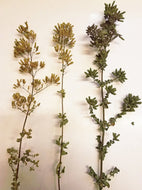 Greek Oregano