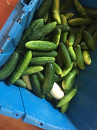 'Bhutan-Meets-Greg' Cucumber Grex
