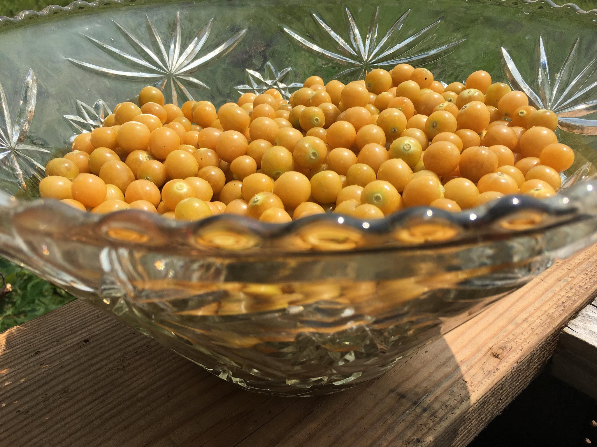 plant ground cherry seeds Mary's Niagara' Ground Cherry – Experimental Farm Network Seed Store