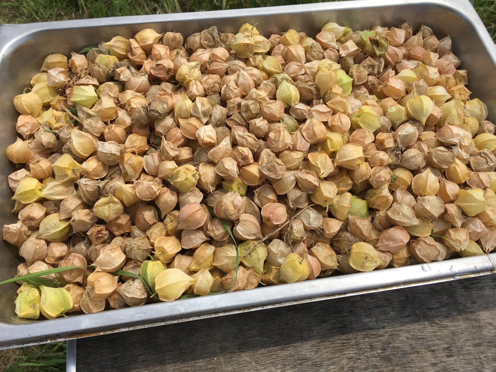 planting ground cherry seeds New Hanover' Ground Cherry – Experimental Farm Network Seed Store