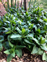 Hablitzia (Caucasian Mountain Spinach) Breeding Mix
