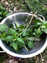 Hablitzia (Caucasian Mountain Spinach) Breeding Mix