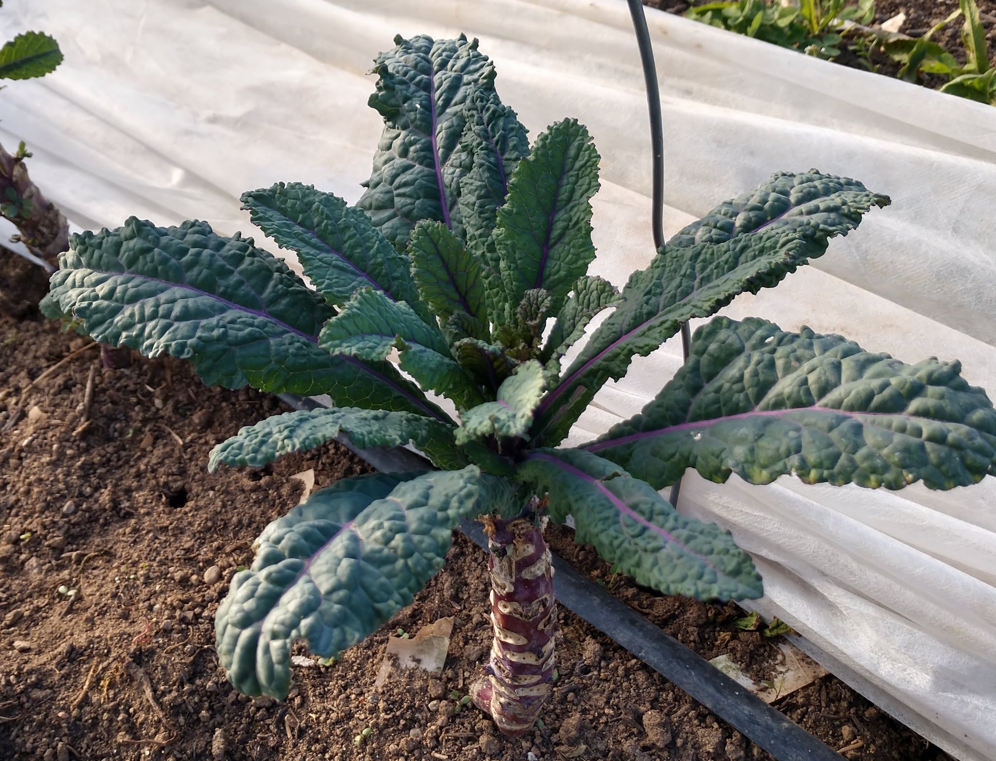 Dazzling Blue Kale—a stunning version of Lacinato kale with deep blue-green leaves and glowing purple veins—is a true cold-season queen.