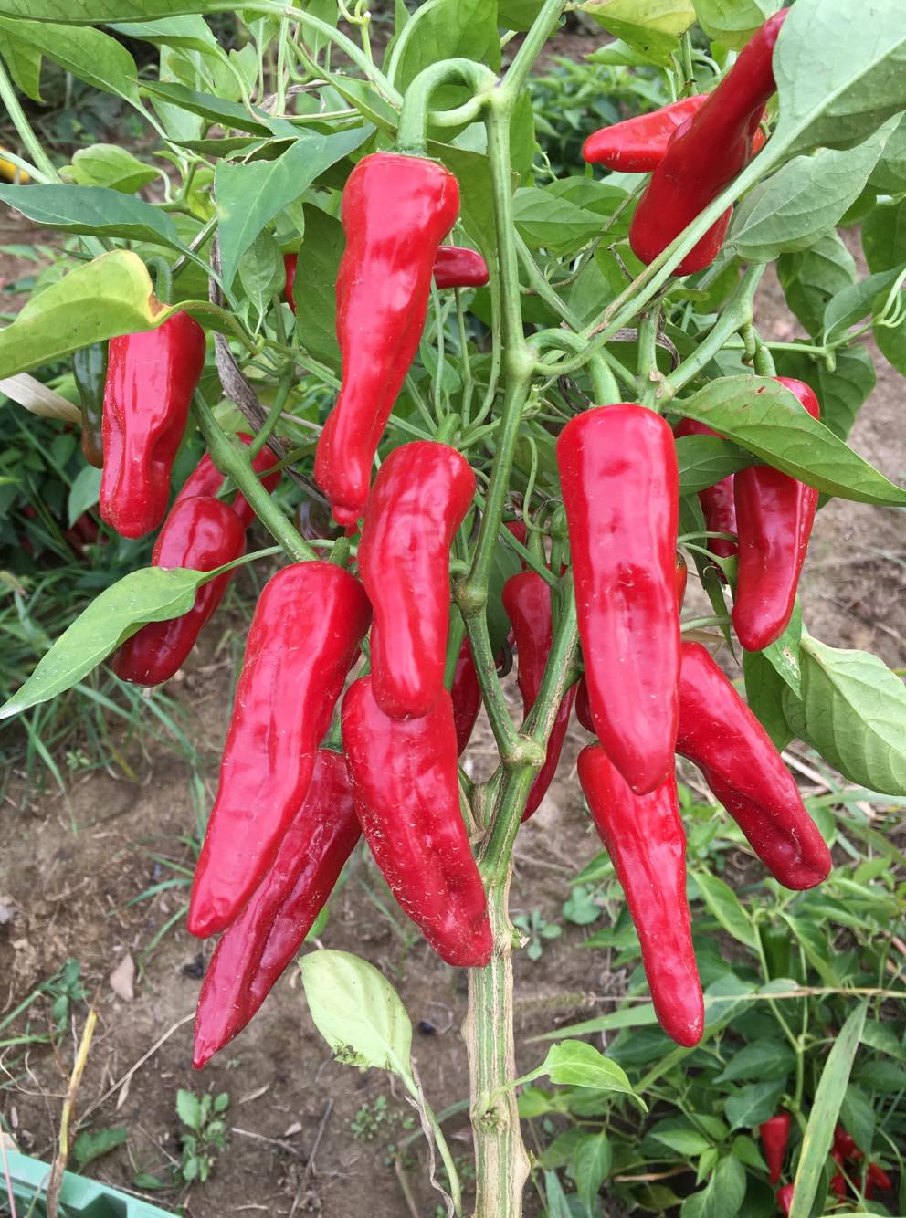 aleppo pepper seeds for planting Haskorea' Hot Pepper – Experimental Farm Network Seed Store