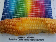 High Carotene Sweet Corn