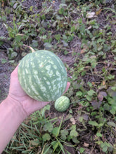 'Homs Landrace' Watermelon