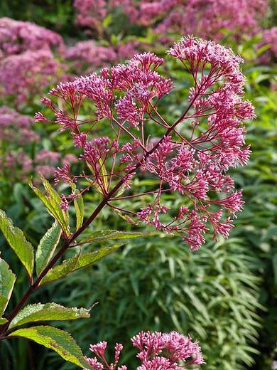 Spotted Joe Pye Weed (Maine Ecotype) – Experimental Farm Network Seed Store