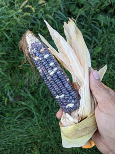 'Aonsu Pä-sakun'a'-mon Lenni Lenapi' (Lenni Lenape Blue Pulling Corn) Corn