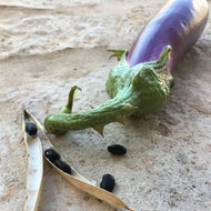 'Bitinjan Battiri' Eggplant