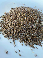 Indian Ricegrass