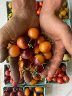 'Indigo Orange Supertress' Cherry Tomato