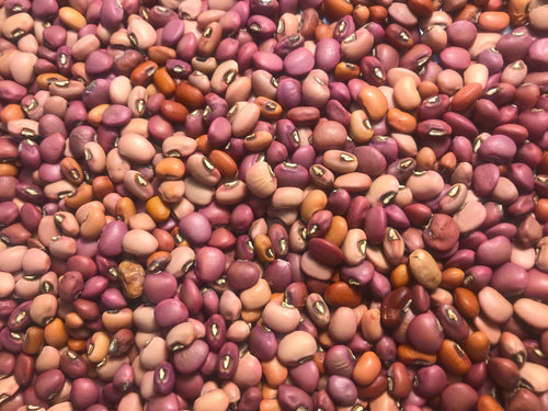 'Iron and Clay' Cowpea