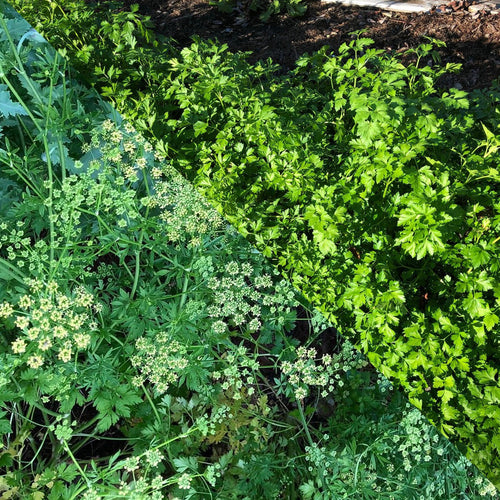 'Italian' Parsley