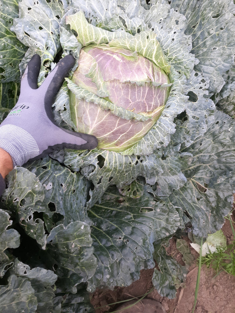 January King' Cabbage – Experimental Farm Network Seed Store