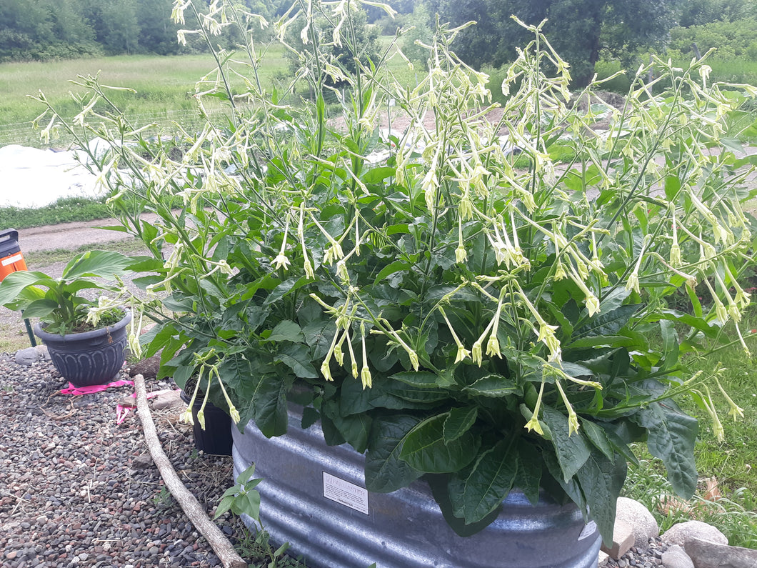 jasmine tobacco plant for sale Jasmine Tobacco jasmine tobacco plant for sale Jasmine Tobacco