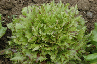 'Jester' Lettuce