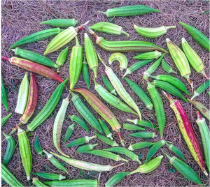 'Kandahar Pendi Landrace' Okra