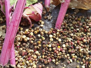 where to buy quinoa seeds for planting Kaslala Multicolor' Quinoa – Experimental Farm Network Seed Store