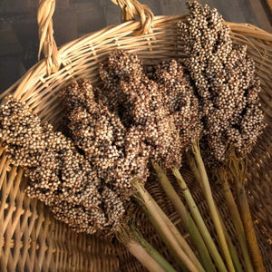 'Kassaby' Sorghum