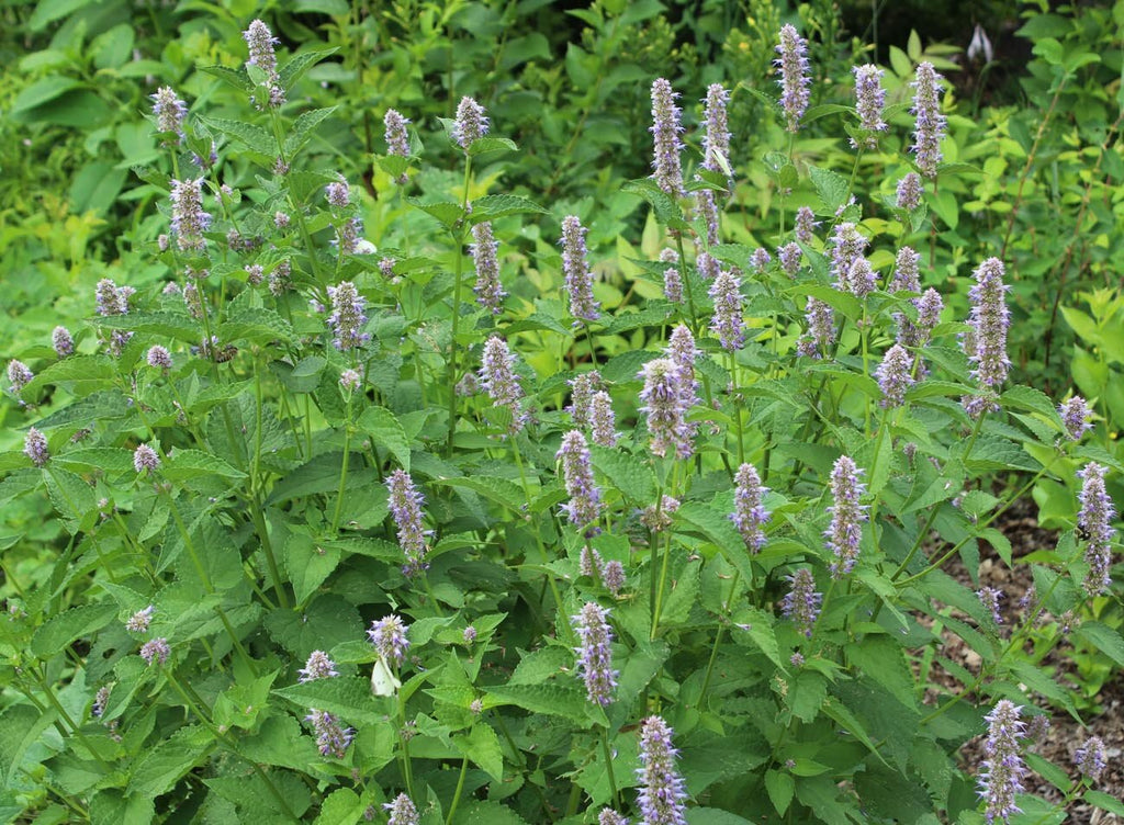 'Superior Licorice Mint' Korean Mint – Experimental Farm Network Seed Store