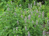 'Superior Licorice Mint' Korean Mint