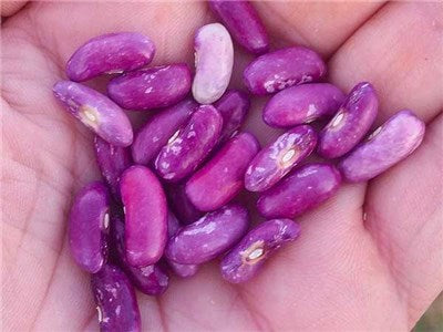 'Koronis Purple' Bean