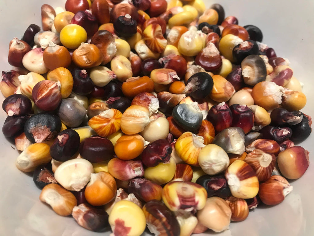 'Independence' Corn Experimental Farm Network Seed Store