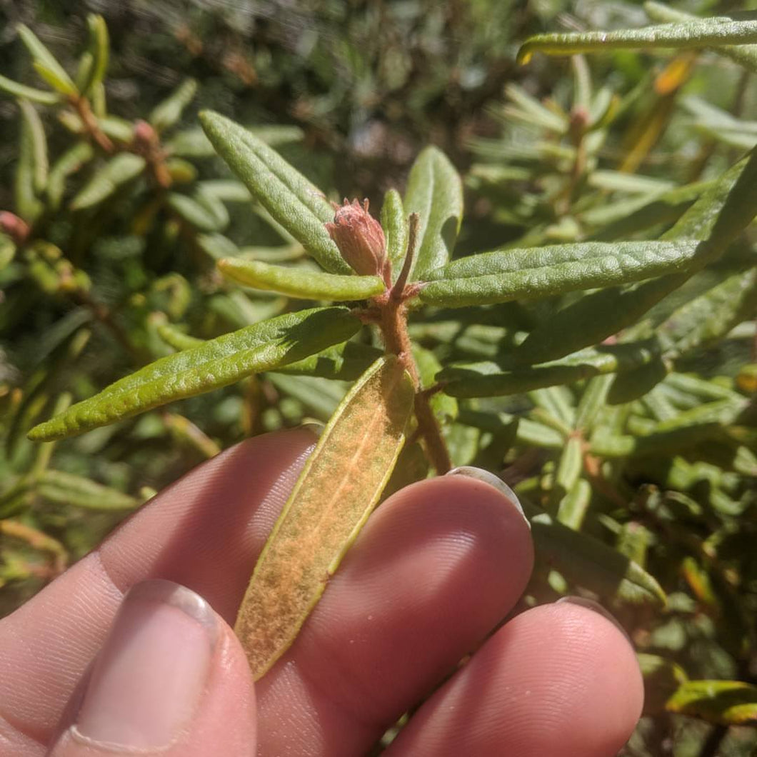 Bog Labrador Tea – Experimental Farm Network Seed Store
