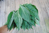 'Sokoyokoto' Lagos Spinach (Edible Celosia)