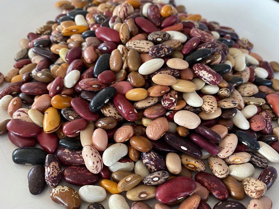 dry bean seeds for planting Lofthouse Landrace Dry Bush Beans