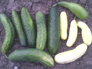 Lofthouse Landrace Cucumber (Mostly Greens)