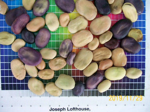 Lofthouse Landrace Fava Beans