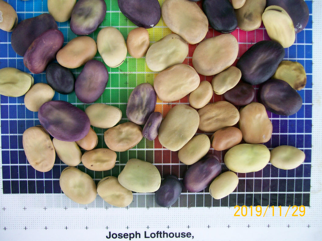 Lofthouse Landrace Fava Beans
