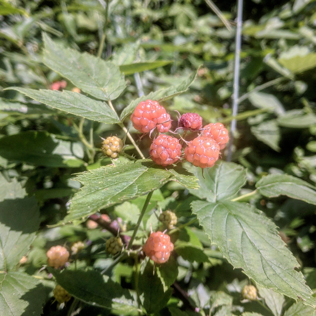 Marg's Golden Black Raspberry – Experimental Farm Network Seed Store