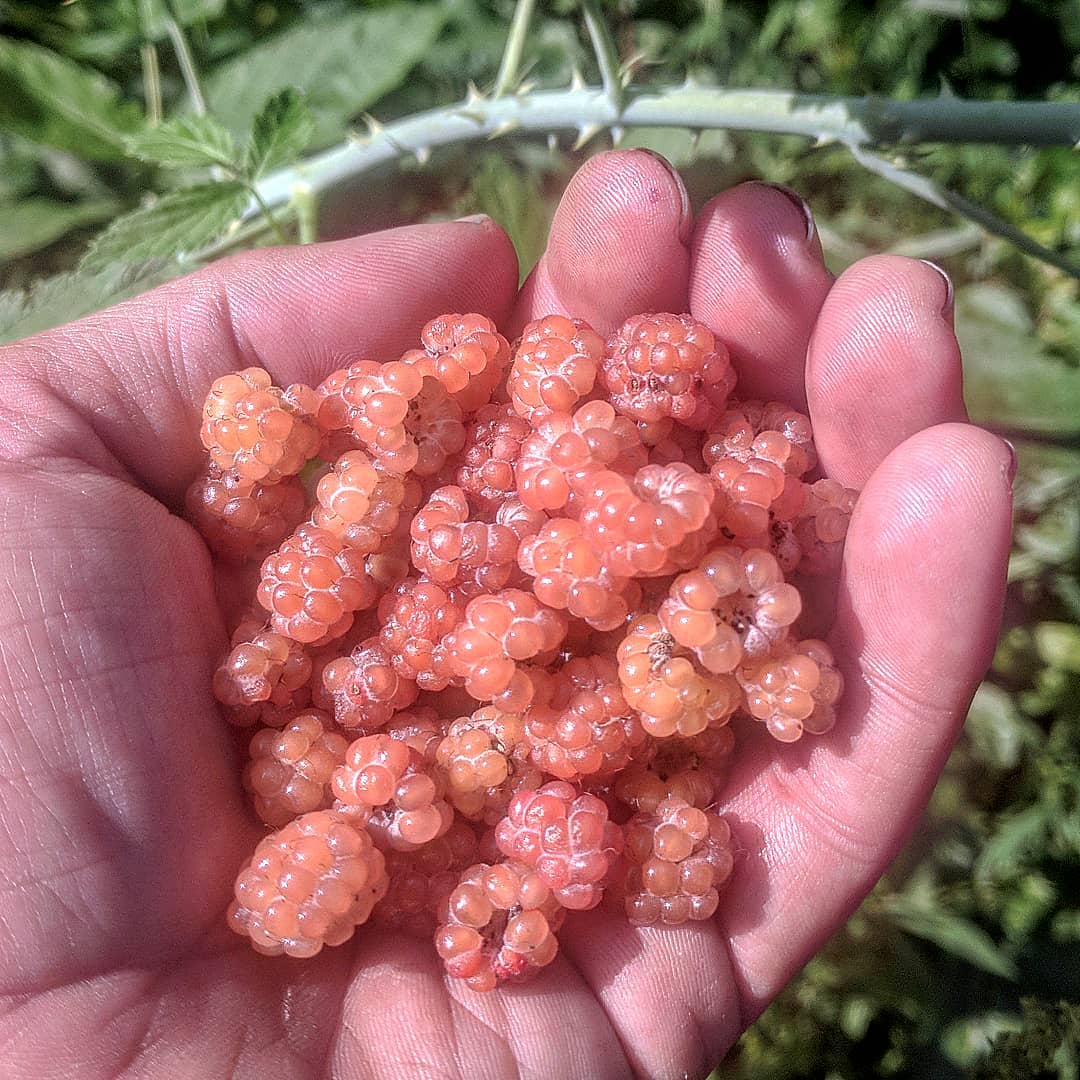 Marg's Golden Black Raspberry – Experimental Farm Network Seed Store