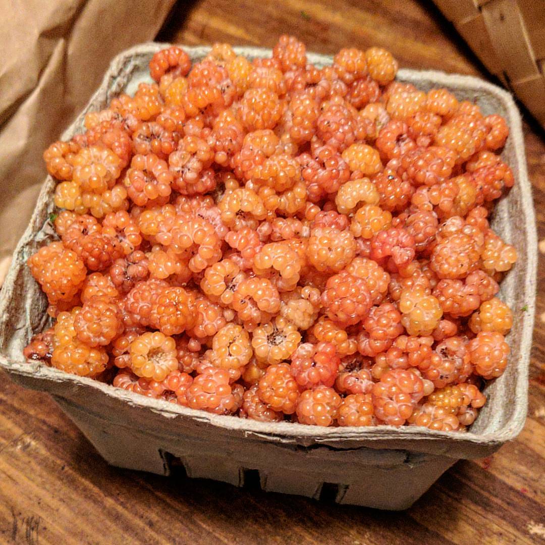 Marg's Golden Black Raspberry – Experimental Farm Network Seed Store