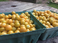 'Mary's Niagara' Ground Cherry