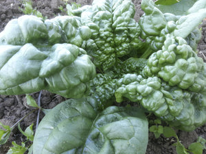 'Merlo Nero' Spinach