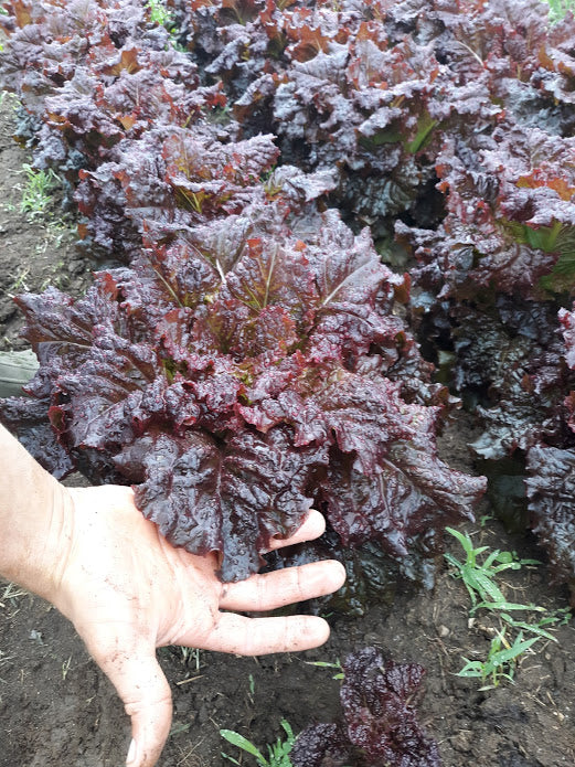 'Merlot' Lettuce Experimental Farm Network Seed Store