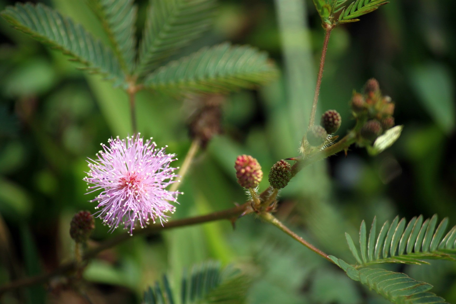 dmt plant seeds Sensitive Plant – Experimental Farm Network Seed Store