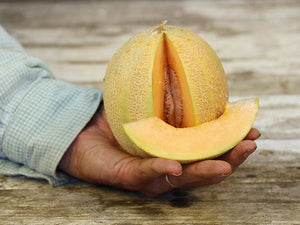 'Minnesota Midget' Melon