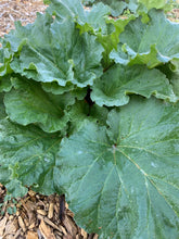 'Morgan Valley Heritage' Rhubarb