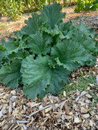 'Morgan Valley Heritage' Rhubarb